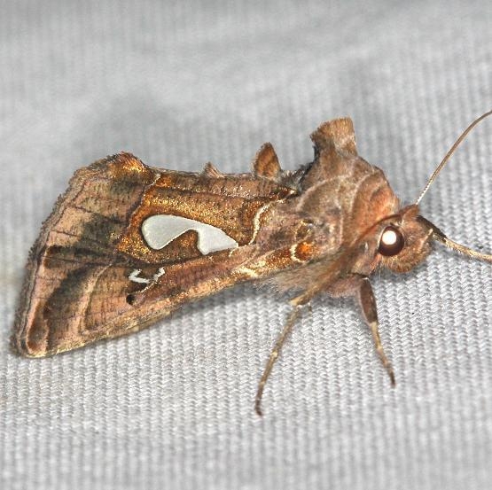 8907 Bilobed Looper Moth yard 5-17-13