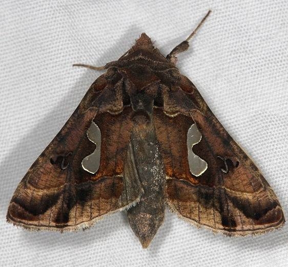 8907 Bolobed Looper Moth yard 6-12-14