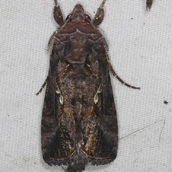 8908 Common Looper Moth Lake of the Woods Ontario 7-25-16-21a_opt