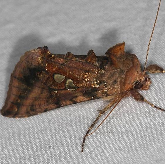 8911 Two-spotted Looper Moth Ash Rapids Lodge Lake of the Woods Ont 7-23-17 (10)_opt