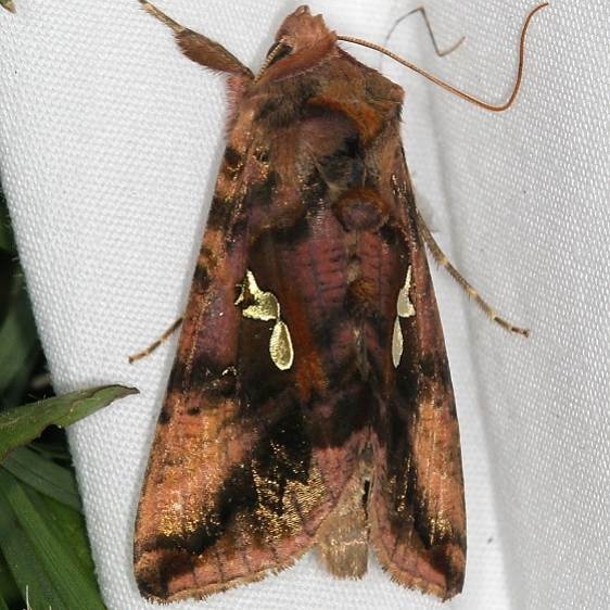 8911 Two-spotted Looper Moth Ash Rapids Lodge Lake of the Woods Ont 7-24-17 (5)_opt