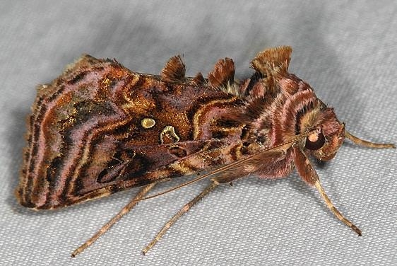 8912 Wavy Chestnut Y Moth Thunder Lake UP Mich 6-20-16