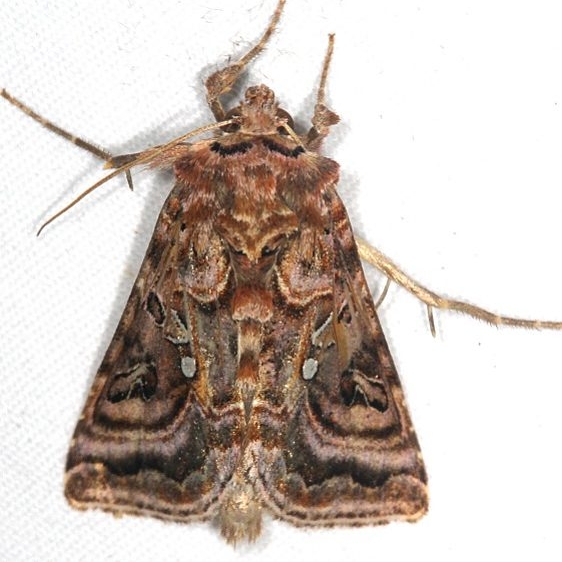 8912 Wavy Chestnut Y Moth Thunder Lake UP Mich 6-26-18 (5)_opt