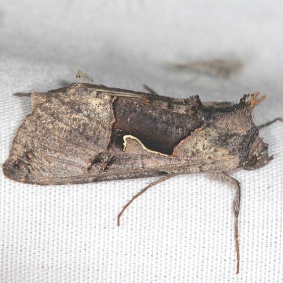 8923 Large Looper Moth Ash Rapids Lodge Lake of the woods Ont 7-26-17 (5)_opt