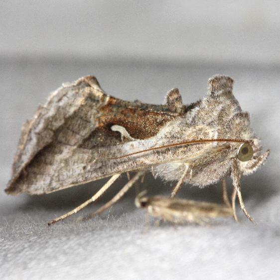 8924 Celery Looper Moth yard 5-29-13