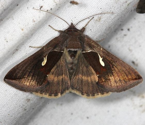 8924 Celery Looper Moth yard 9-1-14