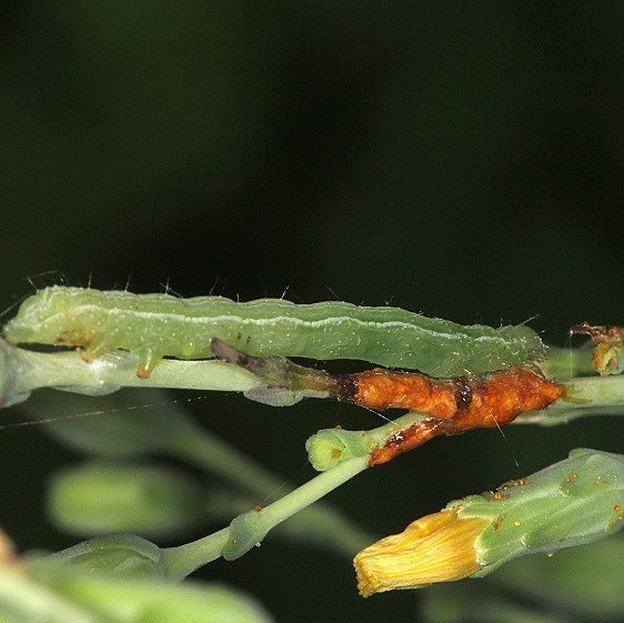 8924 Celery Lopper caterpillar on lettuce yard 8-12-19