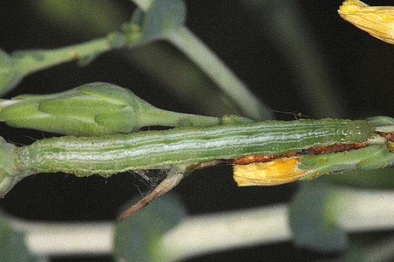 8924-Celery-Lopper-caterpillar-on-lettuce-yard-8-12-19-2_opt