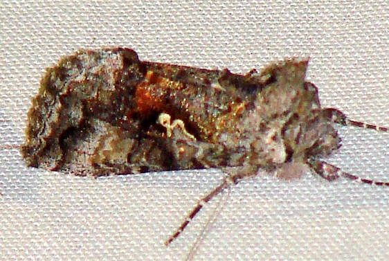 8925 Syngrapha altera Thunder Lake Mich 6-20-10_opt