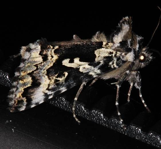 8926 Eight-lettered Looper Moth Lake of the Woods Ontario 7-21-16 (80a)_opt