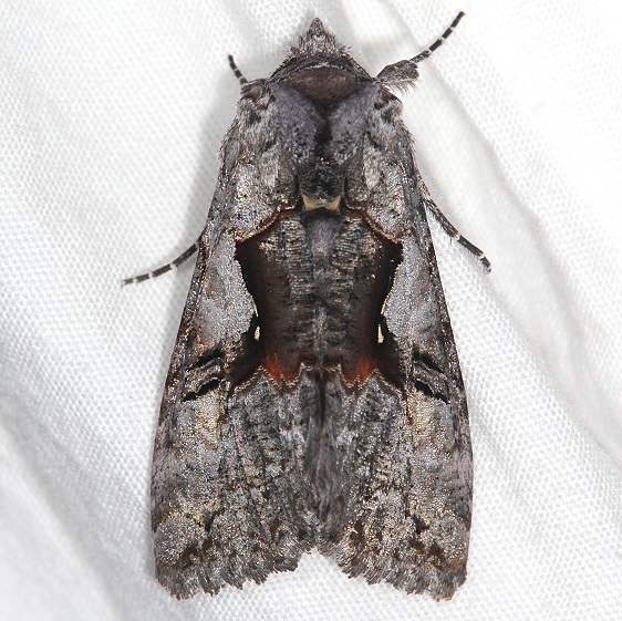 8927 Epigaea Looper Moth Ash Rapids Lodge Lake of the Woods Ont 7-17-17 (5)_opt
