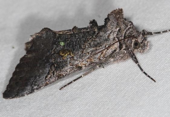 8929 Syngrapha viridisigma Lake of the Woods Ontario 7-20-16