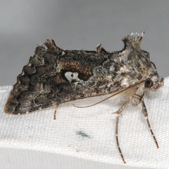 8939 Syngrapha alias Lake of the Woods Ontario 7-28-16