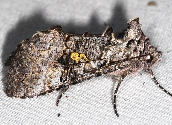 8929 Syngrapha viridisigma BG Goosebay-Camp-Lac-Seul-Can-8-4-22