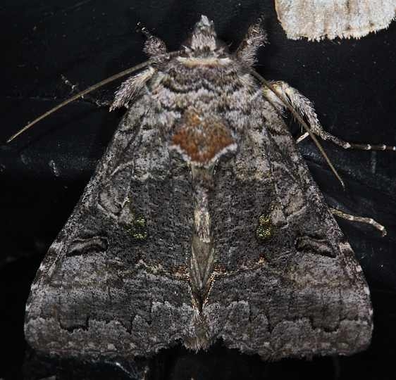 8929 Syngrapha viridisigma Lake of the Woods Ontario 7-20-16