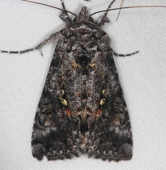 8939 Hooked Silver Y Lake of the Woods Ontario 7-18-16 (18a)_opt