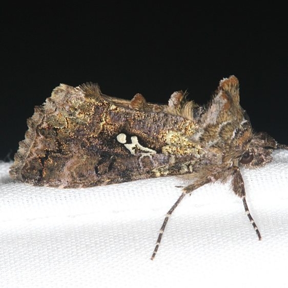 8940 Syngrapha abstrusa Ash Rapids Lodge Lake of the Woods Ont 7-17-17 (20)_opt