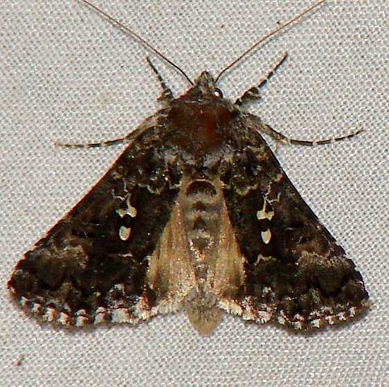 8940 Syngrapha abstrusa Basswood Lake Minn 7-3-09