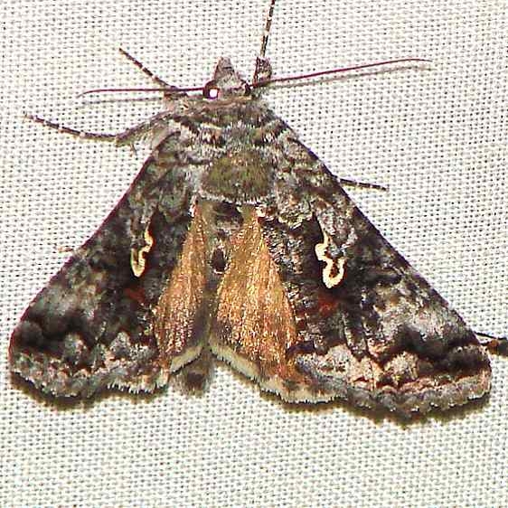 8941 Syngrapha cryptica Thunder Lake Mich 6-18-10_opt