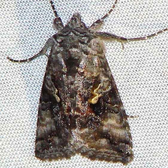 8941 Syngrapha cryptica Thunder Lake Mich 6-23-10_opt
