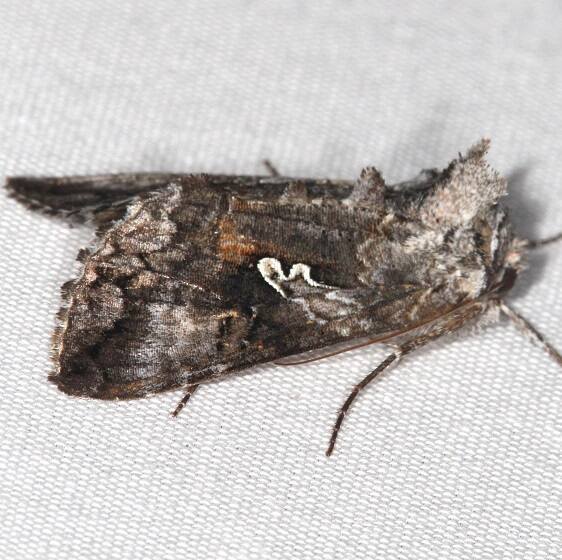 8941 Syngrapha cryptica-Whispering-Pines-Resort-Thunder-Lake-Mi-8-30-22