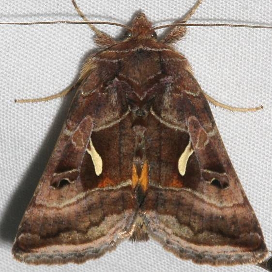 8949 Syngrapha ignea Golden Gate canyon st Pk Colorado 6-27-17 (21)_opt