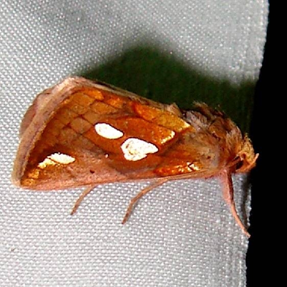 8950 Putman's Looper Moth Thunder Lake UP Mich 6-21-11