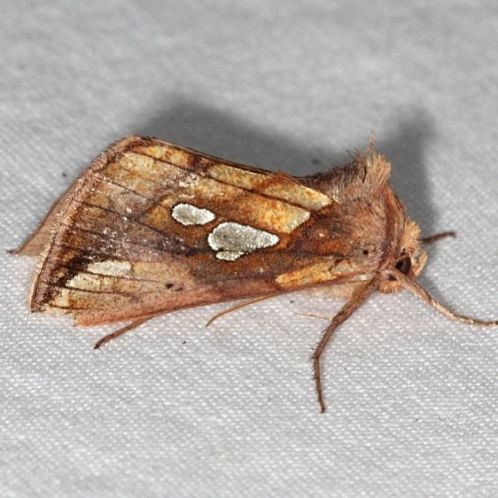 8951.1 Plusia magnimacula Thunder Lake UP Mich 6-27-18 (9)_opt