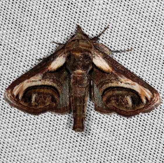 8957 Eyed Paectes Cumberland Falls St Pk Ky 4-22-14