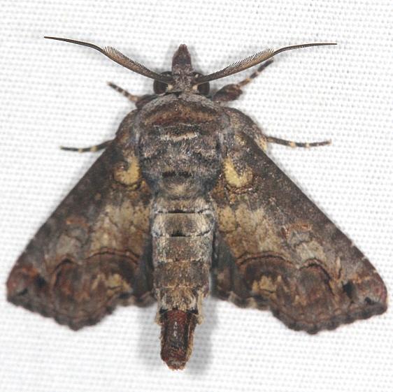 8962 Large Paectes Moth yard 7-15-20