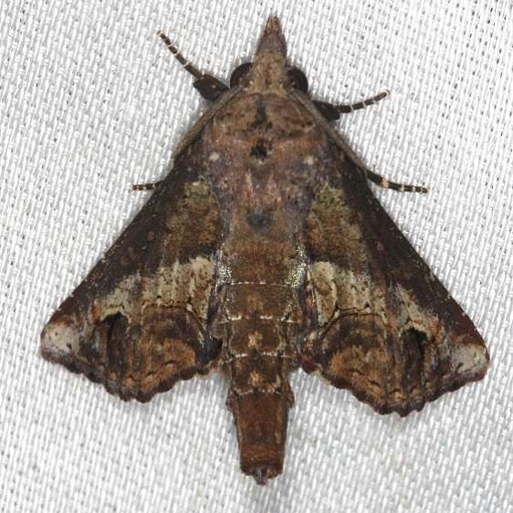 8965 Paectes nubifera Collier Seminole St Pk 3-2-14