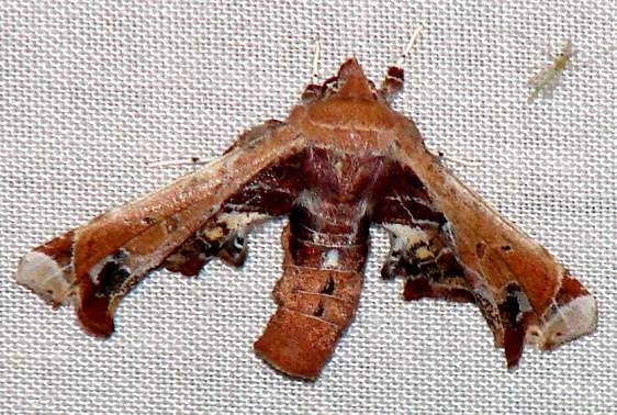 8968 Beautiful Eutelia (pulcherrimus) yard 5-20-09