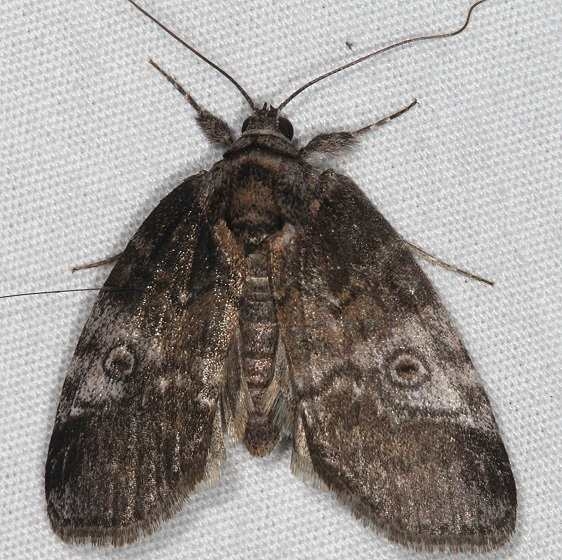 8972 Pale Baileya Moth yard 5-10-15