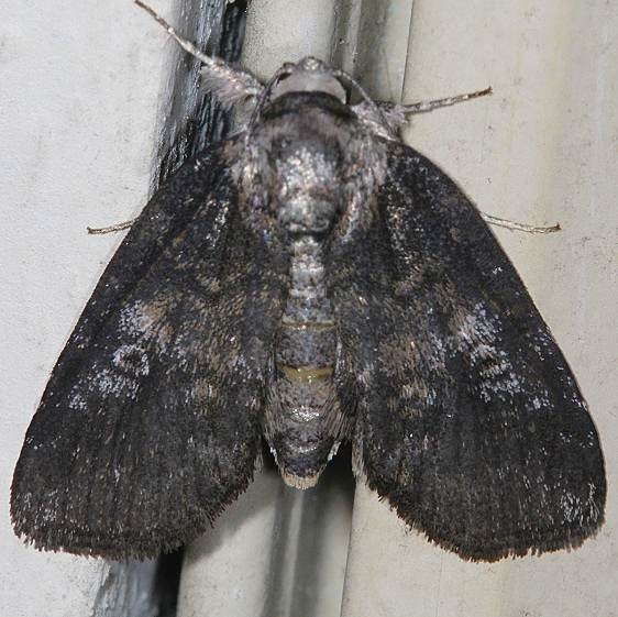 8972.1 Baileya ellessyoo Carter Caves St Pk Ky 4-24-19