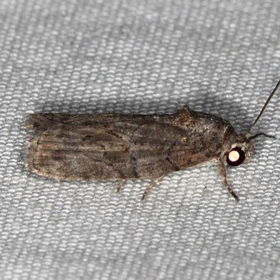 8974 Black-olive Caterpillar Moth  BG yard 6-18-18 (6)_opt