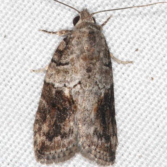 8974 Black-olive Caterpillar Moth yard 7-13-20