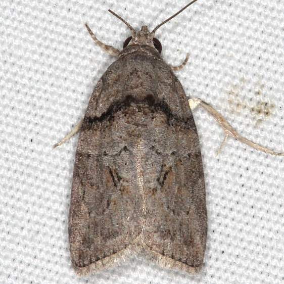 8974-Black-olive-Caterpillar-Moth-yard-7-14-20-3_opt