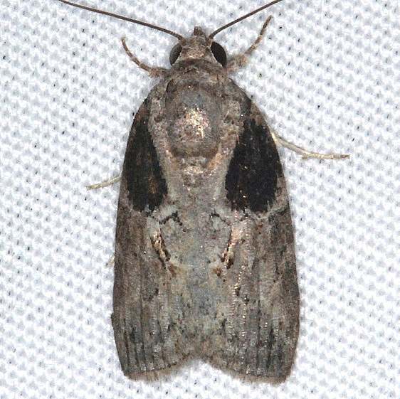 8974-Black-olive-Caterpillar-Moth-yard-7-22-20-3_opt