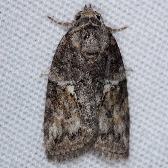 8974 Black-olive Caterpillar Moth yard 8-30-14
