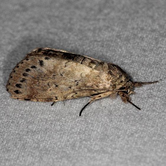 8981 Motya abseuzalis Collier-Seminole St Pk 3-7-15