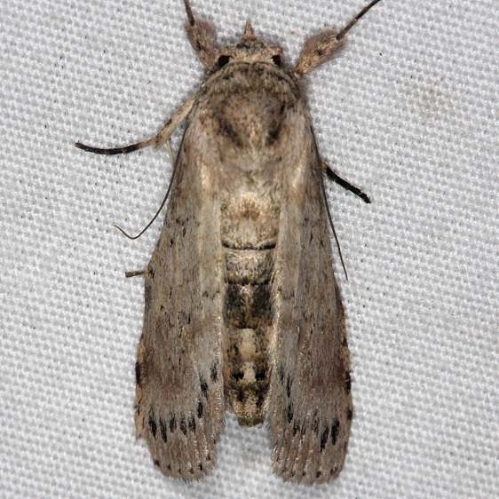 8981 Motya abseuzalis Collier-Seminole St Pk Fl 3-7-15