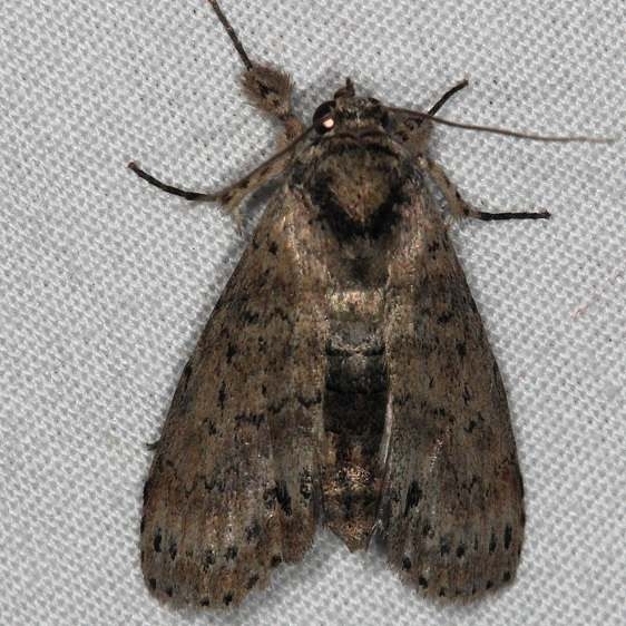 8981 Motya abseuzalis Oscar Scherer St Pk Fl 3-14-15