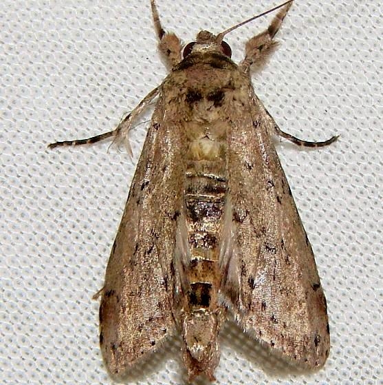 8981 Motya abseuzalis Rowdy Bend Trail Everglades 3-3-12