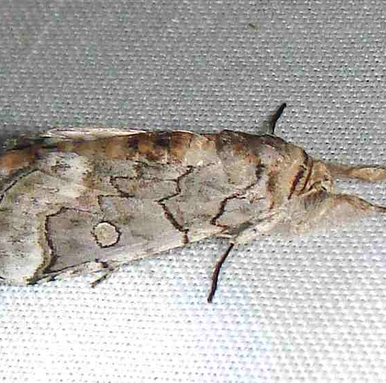 8982 Collomrna filifea Flamingo Everglades 2-29-12