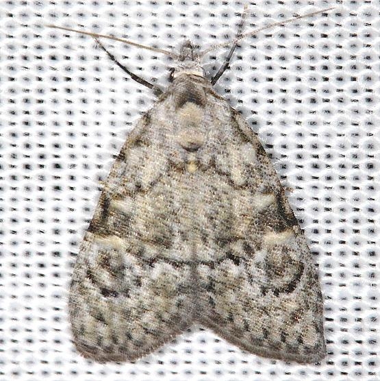 8983 Confused Meganola 8983 Confused Meganola Moth Carter Cave St Pk Ky 4-23-13