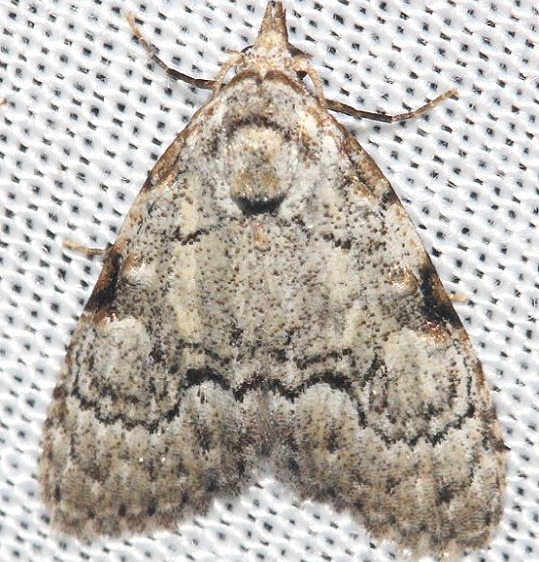 8983.1 Coastal Plain Meganola Moth Lake Kissimmee St Pk Fl 2-26-13