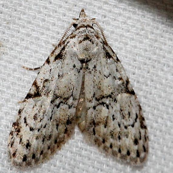 8983.1 Coastal Plain Meganola Moth Ochlockonee River St Pk Fl 3-26-13