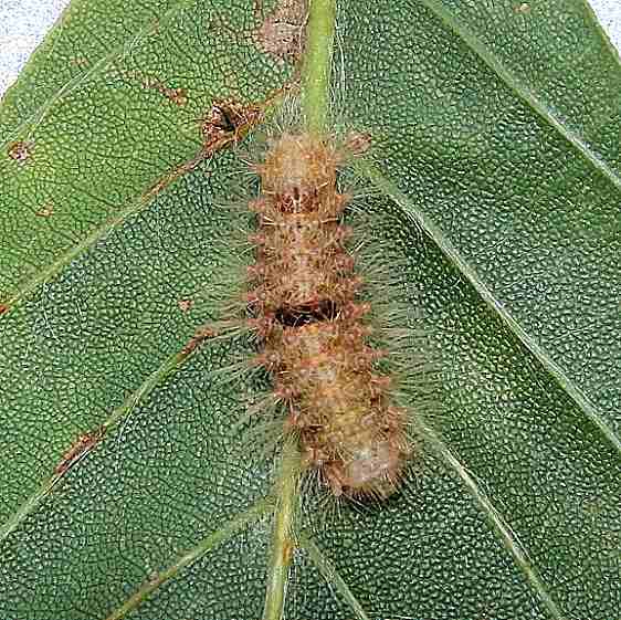 8983.1 Coastal Plains Meganola Moth Guy Denney's Place 7-10-19