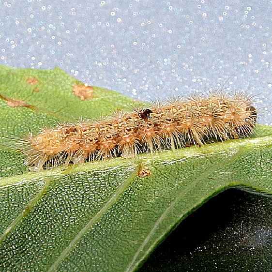 8983.1-Coastal-Plains-Meganola-Moth-Guy-Denneys-Place-7-10-19-9_opt