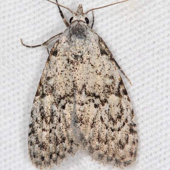 8983.3 Meganola georgei-Lake-Kissimmee St Pk Fl 2-27-22